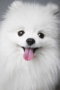 NEW YORK - FEB 9: Sophia, a Pomeranian who was competing in the "New York Pet Fashion Show" at the Hotel Pennsylvania in New York, poses for a portrait on February 9, 2013. (Photo by Landon Nordeman)